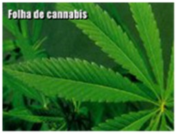 cannabis_1.jpg